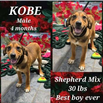 Shepherd Dogs Available for Adoption in Loveland, Ohio - Kobe | PetCurious
