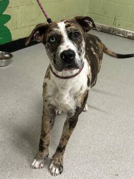 Pit Bull Terrier Dogs Available for Adoption - AMALIA | PetCurious