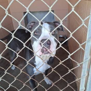 Ace -  Pit Bull Terrier Dog for Adoption in Gautier, Mississippi - Ace | PetCurious