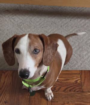TJ -  Dachshund Dog for Adoption - TJ | PetCurious