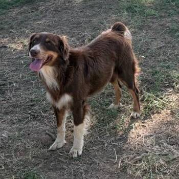 Trigger -  Australian Shepherd and None Dog for Adoption in Hackett, Arkansas - Trigger | PetCurious