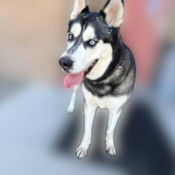 Howl -  Husky and Mixed Breed Dog Available for Adoption in Reno, Nevada - Howl | PetCurious