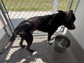 A388019 -  Australian Cattle Dog Blue Heeler and Mixed Breed Dog for Adoption in Ocala, Florida - A388019 | PetCurious