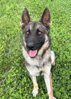 Rescue German Shepherd Dog Dogs for Adoption in Sacramento, California - SAMARA | PetCurious