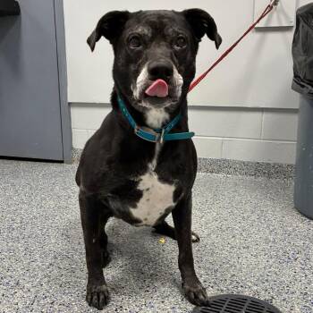 Hayley -  Mixed Breed Dog for Adoption in Greenville, South Carolina - Hayley | PetCurious