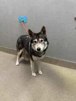 Siberian Husky Dogs Available for Adoption in Las Vegas, Nevada - PHOENIX | PetCurious