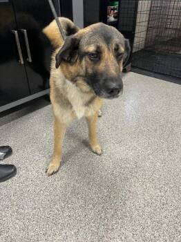 German Shepherd Dog Dogs Available for Adoption - Dorothy | PetCurious