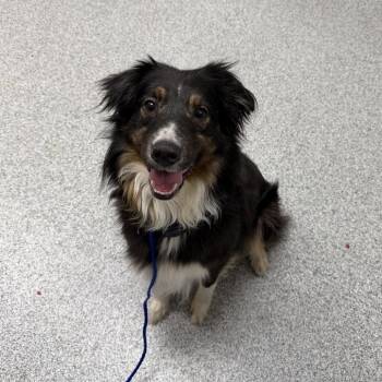 Australian Shepherd Dogs Available for Adoption in Grand Rapids, Michigan - Millie | PetCurious