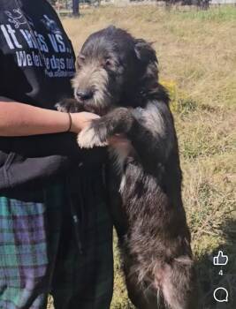 Rescue Terrier and Mixed Breed Dogs for Adoption in Blountville, Tennessee - Luther | PetCurious