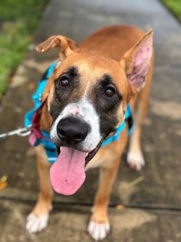 Rescue Black Mouth Cur and Hound Dogs for Adoption in Fort Lauderdale, Florida - Peele | PetCurious