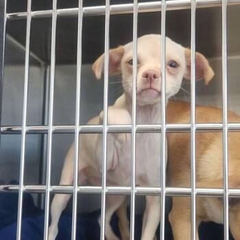 Camie -  Chihuahua Dog for Adoption in Kingman, Arizona - Camie | PetCurious