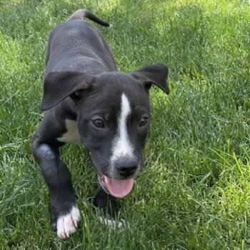 Austin -  Mixed Breed Dog for Adoption in Madison, Wisconsin - Austin | PetCurious