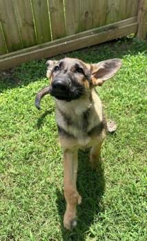 Chula -  German Shepherd Dog Dog for Adoption in Columbia, Tennessee - Chula | PetCurious