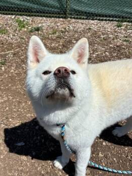 Akita Dogs Available for Adoption in Leesburg, Virginia - ALIK | PetCurious