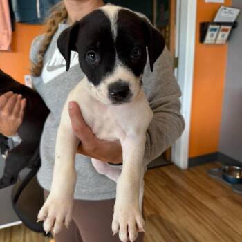 Holly Puppy 8 (Male) -  Mixed Breed Dog for Adoption in Bend, Oregon - Holly Puppy 8 (Male) | PetCurious