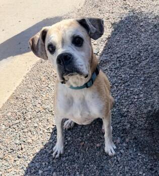 Wrigley -  Boxer Dog for Adoption in Denver, Colorado - Wrigley | PetCurious