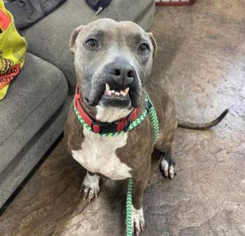 Rescue Pit Bull Terrier Dogs for Adoption in Eagle, Idaho - Shaggy **Courtesy Post. Out Of Town Pet. See Below For Details** | PetCurious