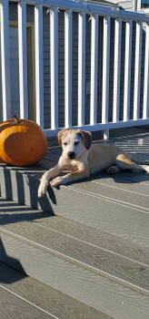 Rescue Shepherd and Terrier Dogs for Adoption in New London, Wisconsin - Dani | PetCurious