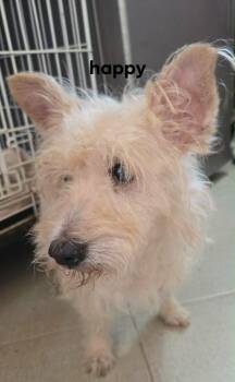 Terrier and Mixed Breed Dogs Available for Adoption in Severance, Colorado - Happy | PetCurious