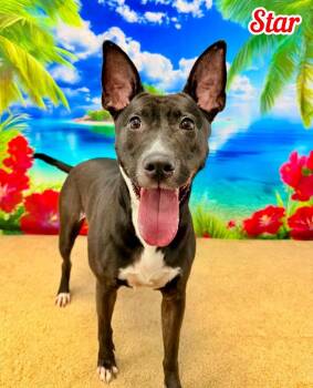 Star -  Mixed Breed Dog for Adoption in Flint, Michigan - Star | PetCurious