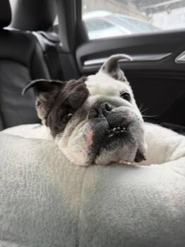 English Bulldog Dogs Available for Adoption in Brewster, New York - Tillie | PetCurious