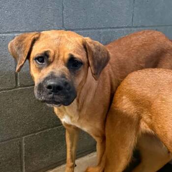 Crackle -  Black Mouth Cur and Boxer Dog for Adoption in Stephenville, Texas - Crackle | PetCurious