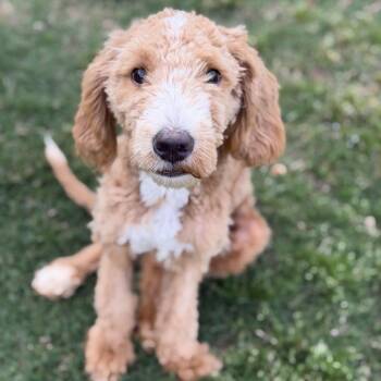 Poodle and Mixed Breed Dogs Available for Adoption in Brownsboro, Alabama - Warrior | PetCurious