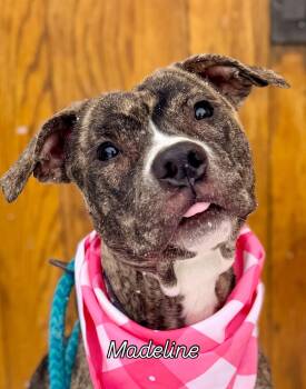 Pit Bull Terrier Dogs Available for Adoption - Madeline | PetCurious