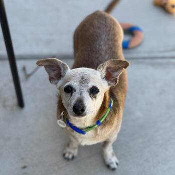 Stuart Little -  Chihuahua and Dachshund Dog for Adoption in Mead, Colorado - Stuart Little | PetCurious