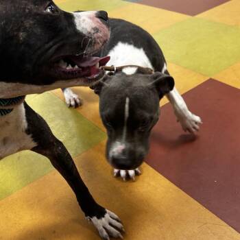 Pookiee -  Mixed Breed Dog for Adoption in Philadelphia, Pennsylvania - Pookiee | PetCurious