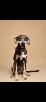 Maple Ivy -  Whippet Dog for Adoption in Cleveland, Texas - Maple Ivy | PetCurious