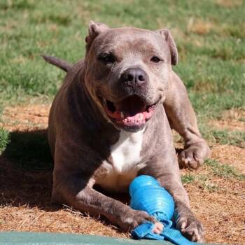 Sandor -  Pit Bull Terrier Dog for Adoption in Roswell, Georgia - Sandor | PetCurious