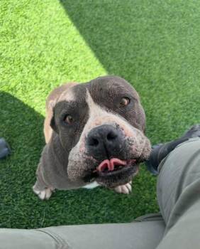 Stormy -  Pit Bull Terrier Dog for Adoption in Washington, Utah - Stormy | PetCurious