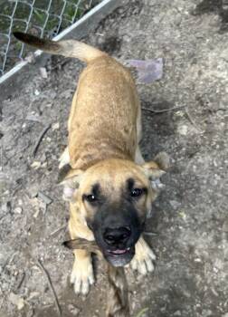 German Shepherd Dog Dogs Available for Adoption in Pine Bluff, Arkansas - Willow | PetCurious