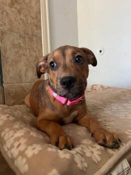 Nutella -  Black Mouth Cur and Labrador Retriever Dog for Adoption in South Houston, Texas - Nutella | PetCurious