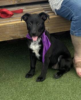 Bria -  Mixed Breed Dog for Adoption in Mobile, Alabama - Bria | PetCurious
