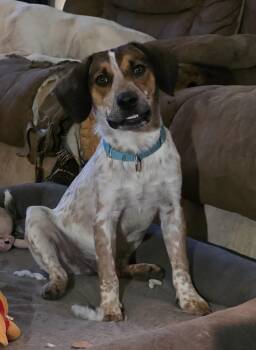 Gunny -  Beagle Dog for Adoption in Baker, Louisiana - Gunny | PetCurious