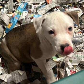 Choo Choo Cherry -  Mixed Breed Dog for Adoption in Dekalb, Illinois - Choo Choo Cherry | PetCurious