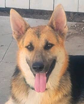 Rescue German Shepherd Dog Dogs for Adoption in Lake Forest, California - Niko (CP) - Foster Or Adopt Me! | PetCurious