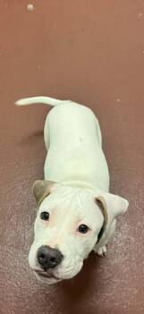 Mixed Breed Dogs Available for Adoption - Goober | PetCurious