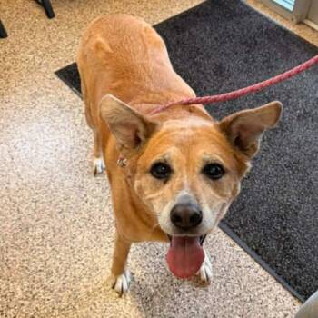 Mixed Breed Dogs Available for Adoption in Corydon, Indiana - TERESA | PetCurious