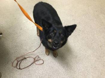 PEACHES -  Australian Kelpie Dog for Adoption in Riverside, California - PEACHES | PetCurious