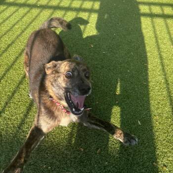 Plott Hound and Mixed Breed Dogs Available for Adoption in Charlottesville, Virginia - Simon | PetCurious