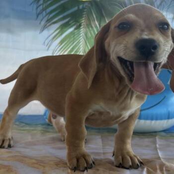 Dash Elmore -  Basset Hound and Mixed Breed Dog for Adoption in Huntsville, Alabama - Dash Elmore | PetCurious