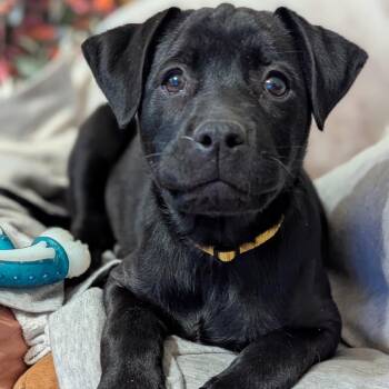 Black Labrador Retriever and Mixed Breed Dogs Available for Adoption - Moose | PetCurious