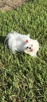 SAINT -  Maltese Dog for Adoption in Estero, Florida - SAINT | PetCurious