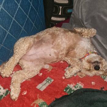 Bichon Frise and Poodle Dogs Available for Adoption in Sinking Spring, Pennsylvania - Biscoff | PetCurious