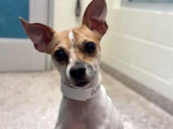 PANCHO -  Italian Greyhound and Mixed Breed Dog for Adoption in Pueblo, Colorado - PANCHO | PetCurious