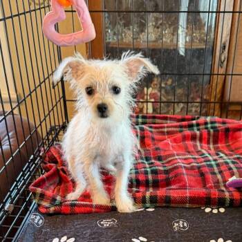 Chihuahua and Mixed Breed Dogs Available for Adoption - BeCee | PetCurious