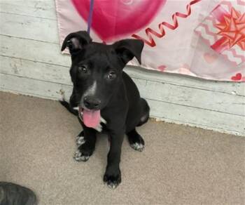 Pit Bull Terrier and Mixed Breed Dogs Available for Adoption - SAMMIE | PetCurious